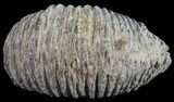 Cretaceous Fossil Oyster (Rastellum) - Madagascar #54473-1